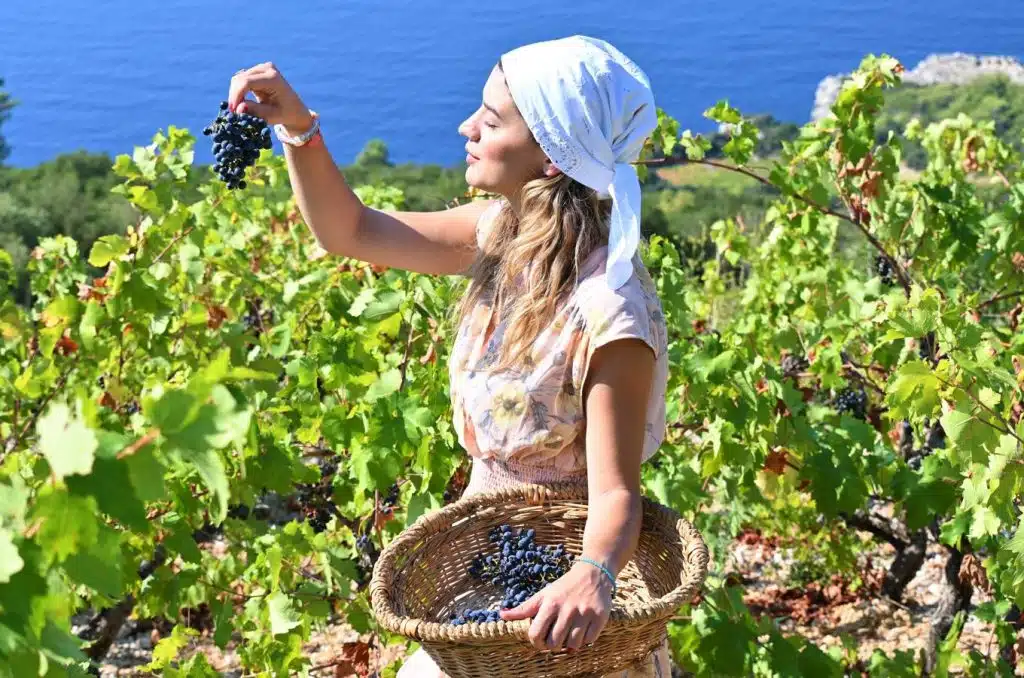 Pelješac wine route